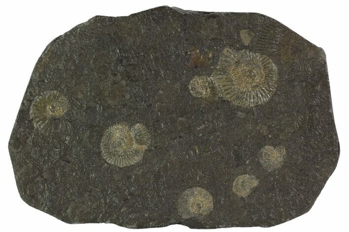 Dactylioceras Ammonite Cluster - Posidonia Shale, Germany #100266